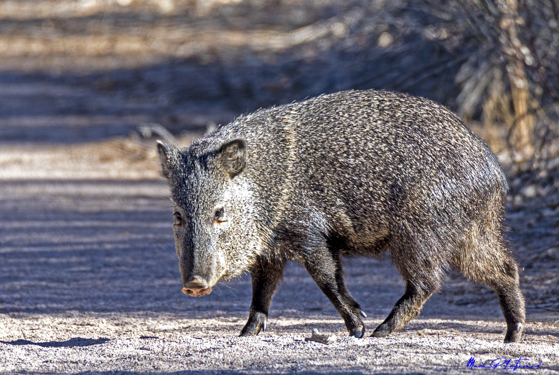 Javelina, Bosque del Apache National Refuge